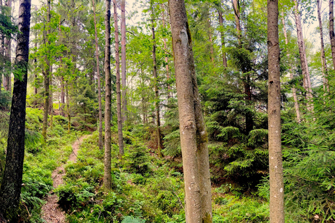 Göteborg: Das lokale Erlebnis – Hausbesuch, Essen &amp; WaldGöteborg: Erlebe Schweden mit einem Einheimischen
