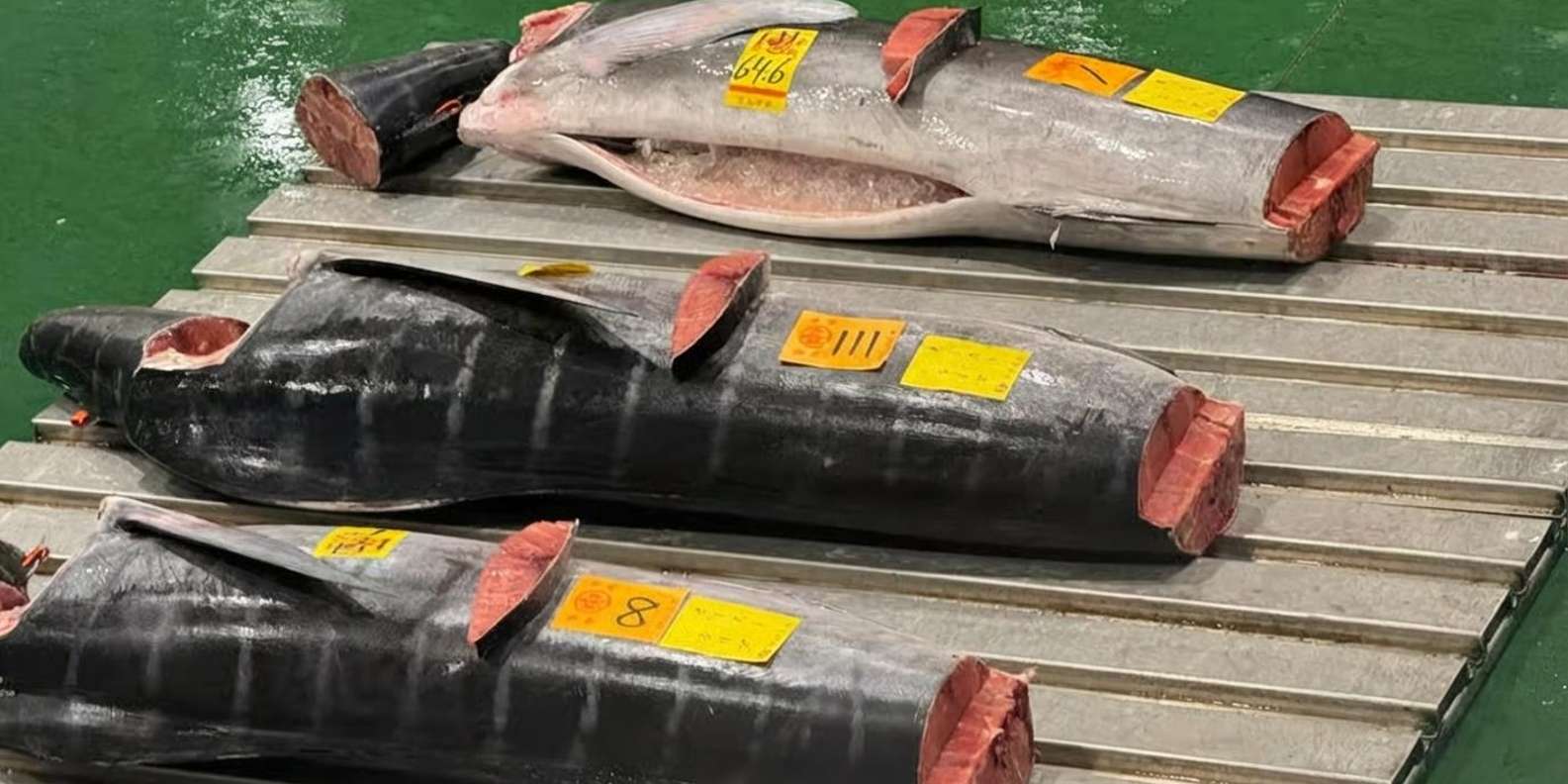 Toyosu fish market tour — tuna auction, wholesale hall and Tsukiji outer market — image 1