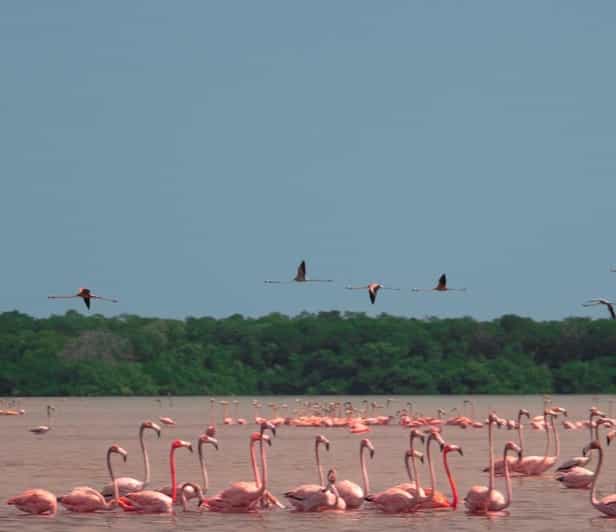 Depuis Mérida : visite de Celestun, route des flamants roses, mangroves et estuaire