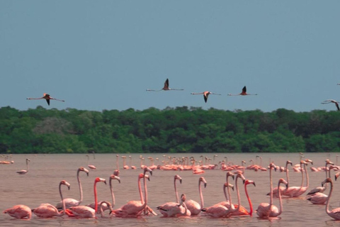 From Merida: Sightseeing tour to Celestún, Flamenco Route, Mangroves, and Estuary From Merida: Tour to Celestun, Flamenco Route, Mangroves, and Estuary