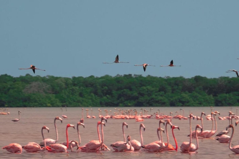 From Merida: Sightseeing tour to Celestún, Flamenco Route, Mangroves, and Estuary From Merida: Tour to Celestun, Flamenco Route, Mangroves, and Estuary