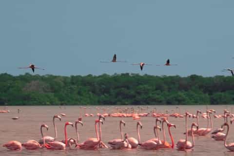 The best Mérida Birdwatching 2026 - Free cancellation | GetYourGuide
