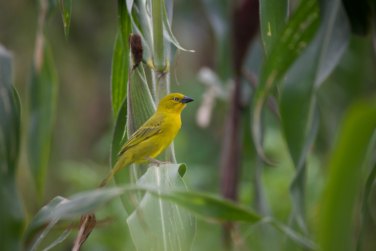 Kigali: 5-Day Birdwatching Tour Across Rwanda