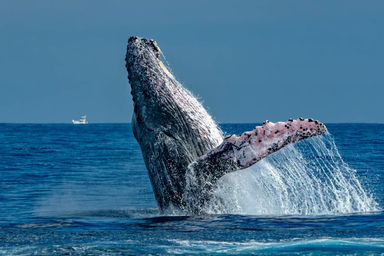 Cabo San Lucas Tour | Arch, Lover’s Beach & Whale Waching