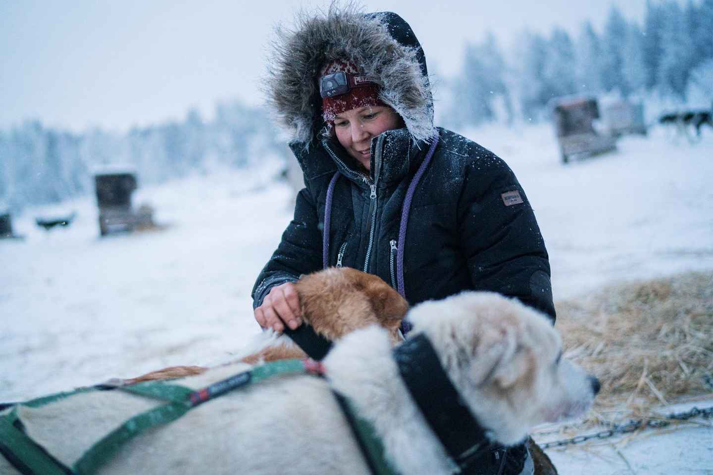 Kemi-Tornio: Paseo en Trineo de Huskies con Bebida Caliente