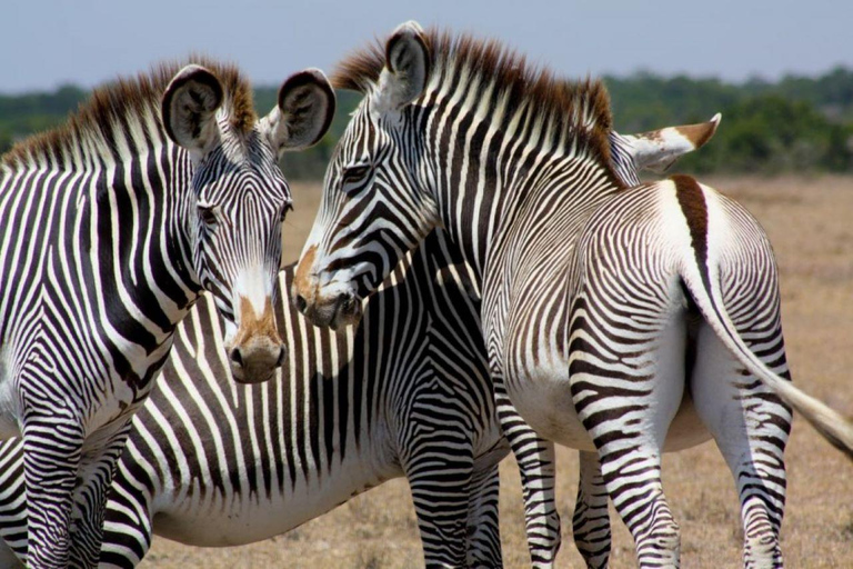 Nairobi : Excursion d&#039;une journée dans le parc national d&#039;Amboseli avec village Masai