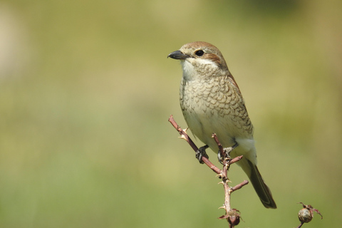 From Yerevan: Armenia 3-Day Bird Watching & Hiking Adventure