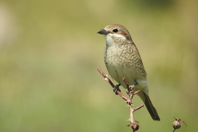 From Yerevan: Armenia 3-Day Bird Watching & Hiking Adventure