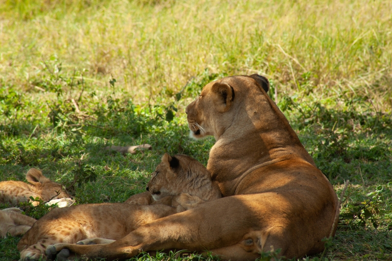 5-tägige Safari in der Serengeti, Ngorongoro und am Duluti-See
