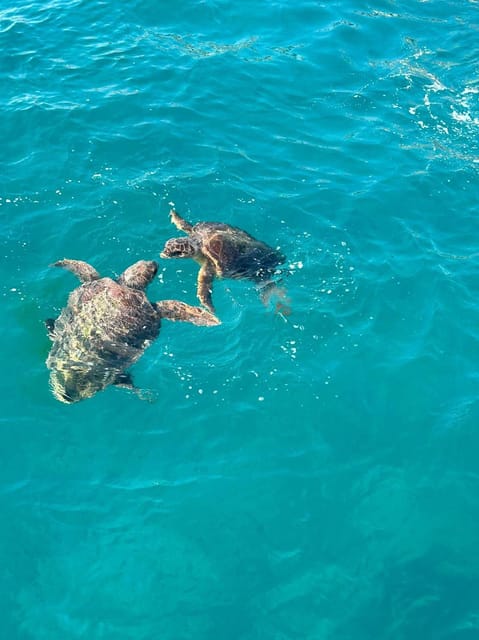 Two loggerhead turtles swim in turquoise sea water, seen from above