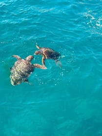 Zante: Crociera per l'avvistamento delle tartarughe su una barca ...