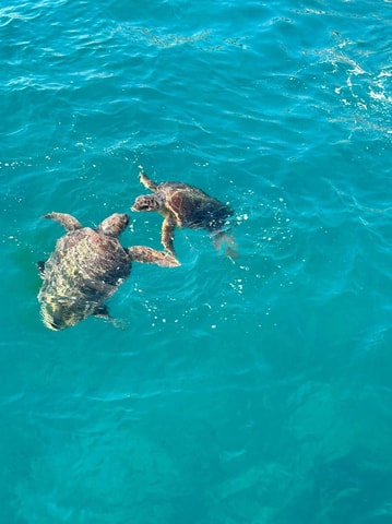 Zakynthos: Turtle Spotting Cruise on a Glass-Bottom Boat