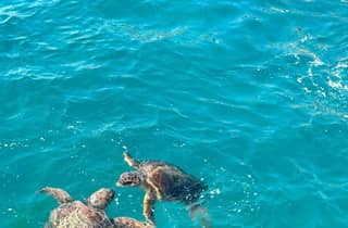 Zacinto: tortugas, Marathonisi, cuevas de Keri (barco con fondo transparente)