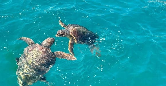 Zakynthos: Turtle Cruise by Glass-Bottom Boat to Keri Caves