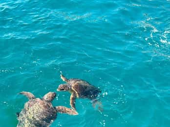 Zakynthos: Turtle Spotting Cruise with Glass-Bottom Boat