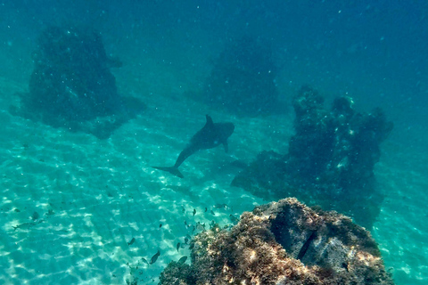 Fort Lauderdale: esnórquel, kayak y surf de remo con arrecifes y esculturasFort Lauderdale: Snorkel, Kayak &amp; SUP w/Reefs &amp; Sculptures