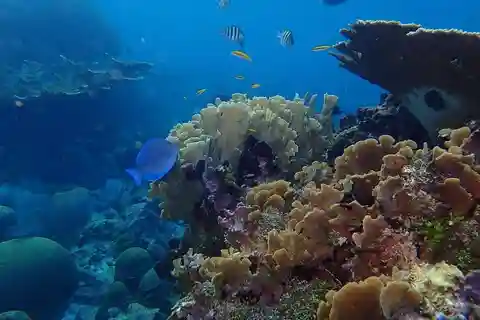 Roatan: Snorkeling and Beach Break Tour