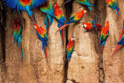 Puerto Maldonado: Excursão à argila das araras chuncho em TambopataPuerto Maldonado: Excursão à Tambopata para ver araras-chuncho e o barro