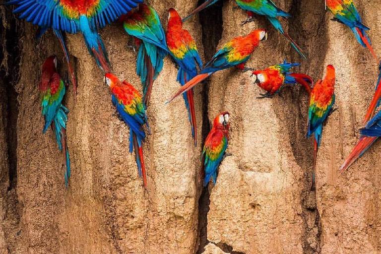 Puerto Maldonado: Excursão à argila das araras chuncho em TambopataPuerto Maldonado: Excursão à Tambopata para ver araras-chuncho e o barro