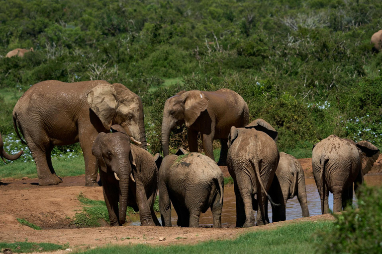 Yala: Private Safari with Local Return or Ella Transfer South Coast Pickup: Yala Safari & Ella Hotel Drop-Off
