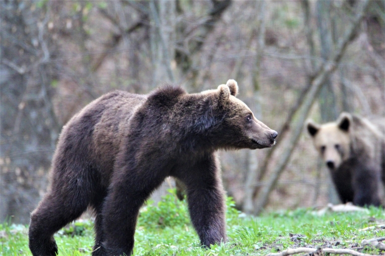 Bear watching in the wild Brasov
