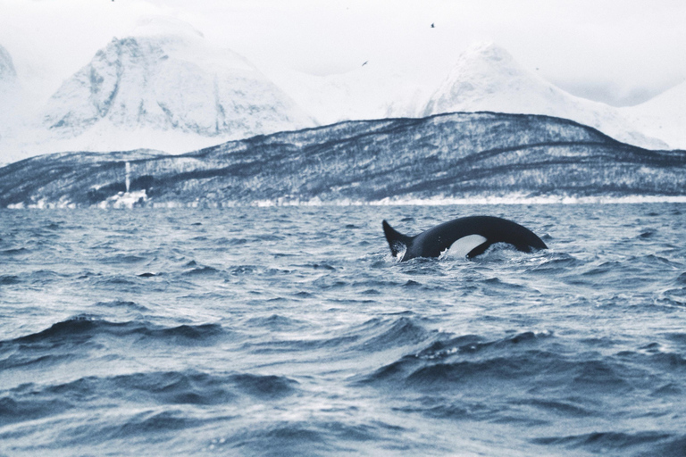 Tromsø: Observación de Orcas y Ballenas Excursión en barco climatizado confortableTromso: Excursión en barco climatizado confortable para avistar orcas y ballenas