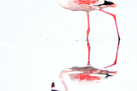 Walvis Bay: Visita de observação de aves e fotografia