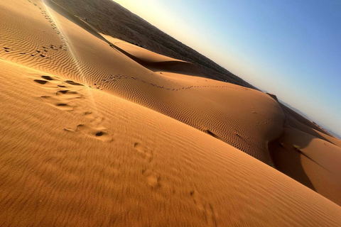 Safári e excursão de 1 dia em Wadi