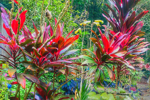 From Santa Marta: Minca and Coffee and Cacao Tour with Lunch Minca Magic and exotic Coffee and Cacao Tour