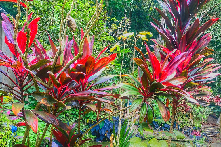 From Santa Marta: Minca and Coffee and Cacao Tour with Lunch Minca Magic and exotic Coffee and Cacao Tour