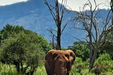 Mombasa: 3-tägige Safari im Tsavo Ost- und West-Nationalpark