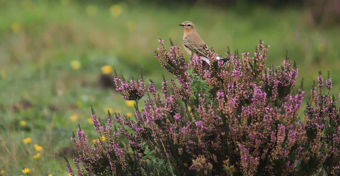 Afbeelding 3 van Otterlo: Toegangsbewijs Nationaal Park De Hoge Veluwe
