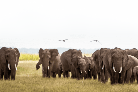 Safari di lusso di 3 giorni nel Parco Nazionale dello Tsavo Ovest Saltlick