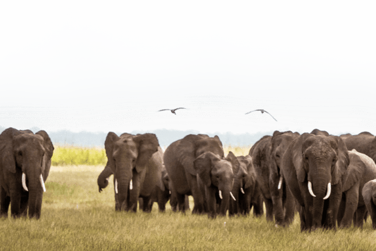 Safari di lusso di 3 giorni nel Parco Nazionale dello Tsavo Ovest Saltlick