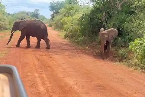 From Kigali: Full Day Akagera Safari & optional Boat ride