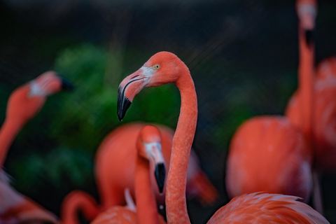 Chester: Inträdesbiljett till Chester Zoo