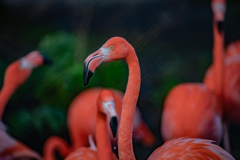 Chester: Biglietto d&#039;ingresso allo zoo di Chester