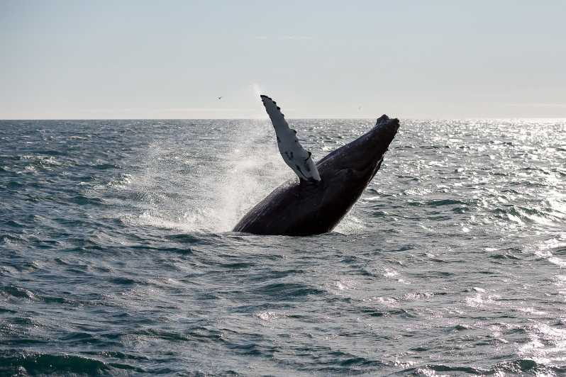 Vanuit Reykjavik: walvissen spotten