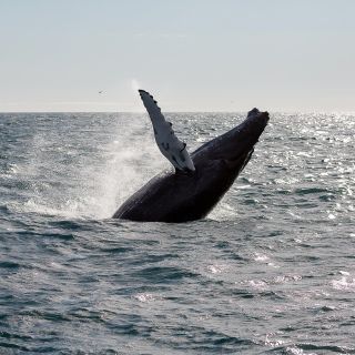 From Reykjavik: Whale Watching Tour