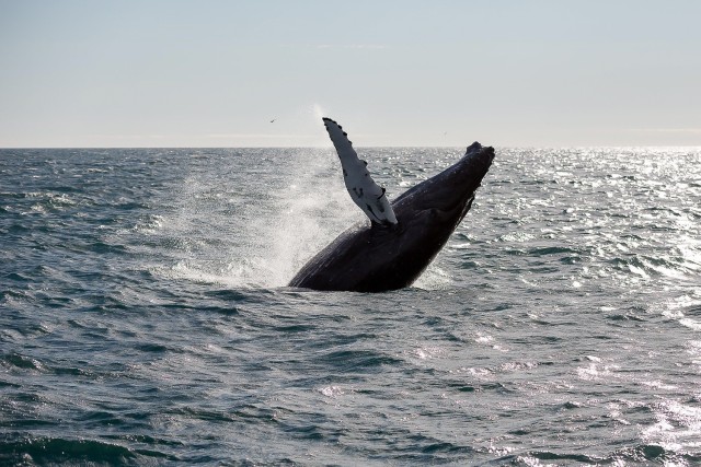 Van Reykjavik: Whale Watching Tour