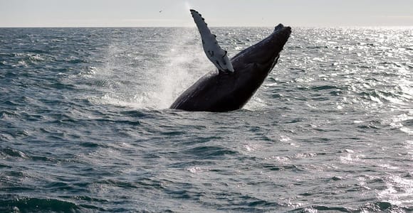 From Reykjavik: Whale Watching Tour