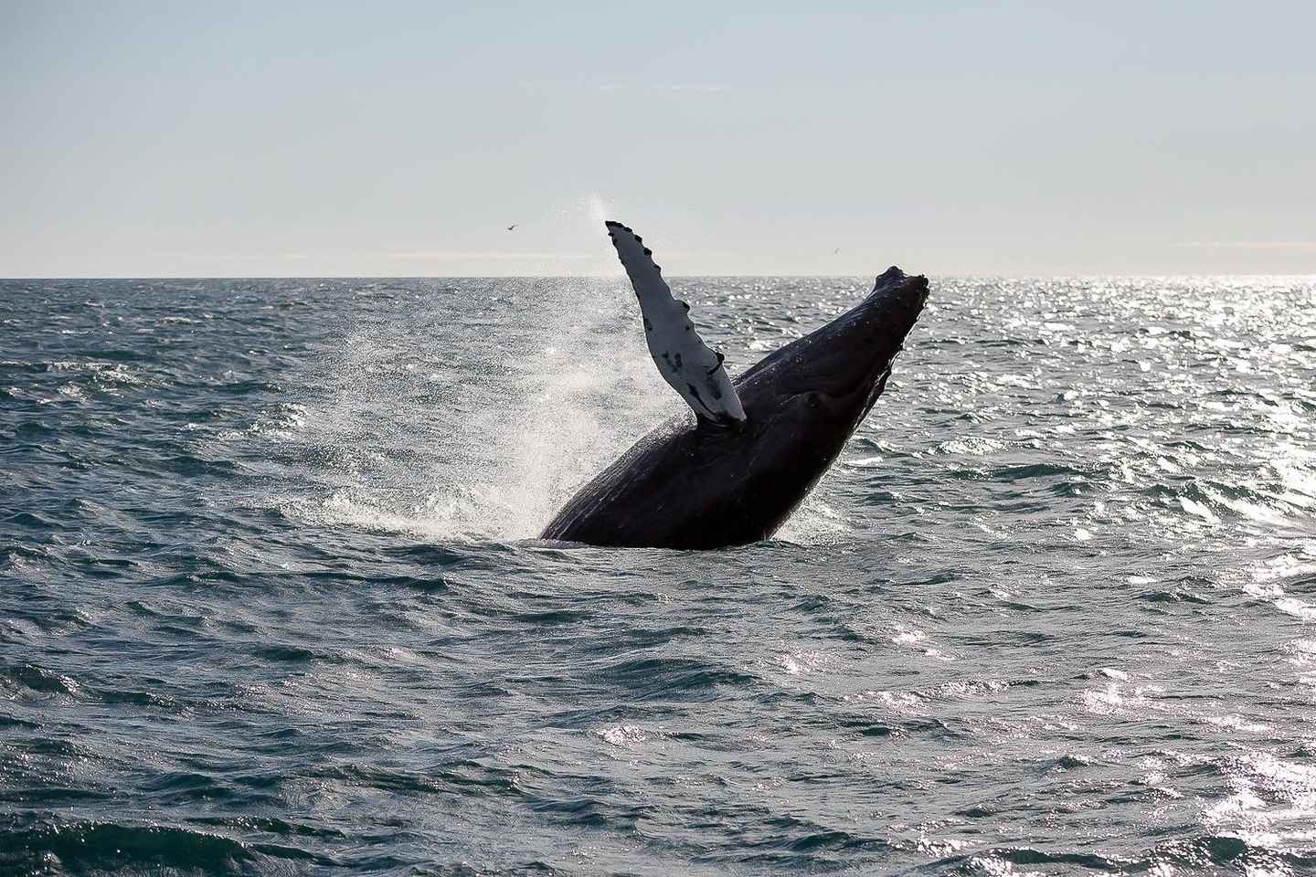 From Reykjavik: Whale Watching Tour - From Reykjavik: Whale Watching Tour