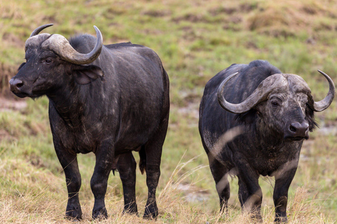 Tsavo East safari Park 2-Day Safari from Mombasa, watamu