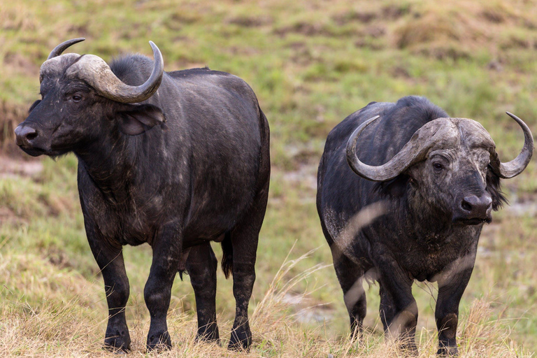 Tsavo East safari Park 2-Day Safari from Mombasa, watamu