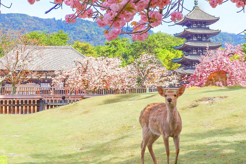 Osaka:Kyoto & Nara & Uji Tour, Todaiji, Fushimi Inari Taisha Nara & Kyoto & Uji Tour | 9:00 AM from Kyoto