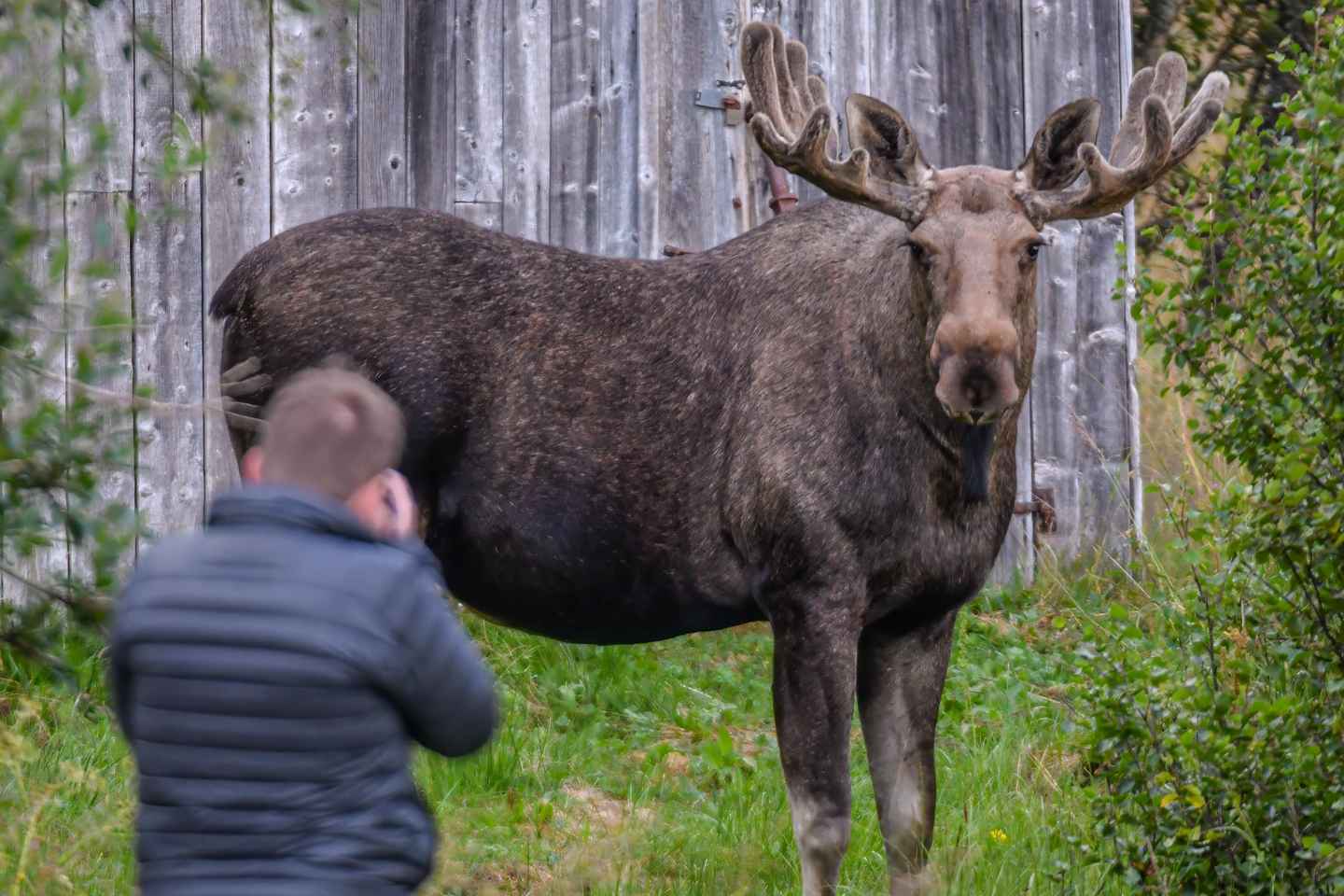 Sortland: Guided Arctic Moose Safari by Car