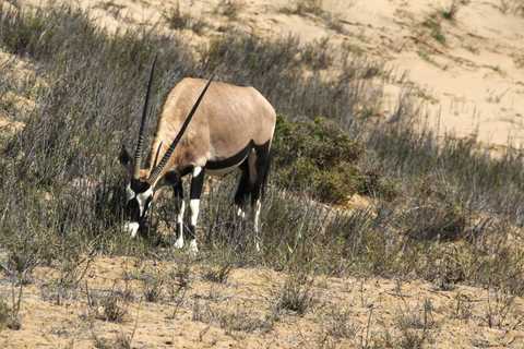 From Swakopmund: Sandwich Harbour Guided Tour