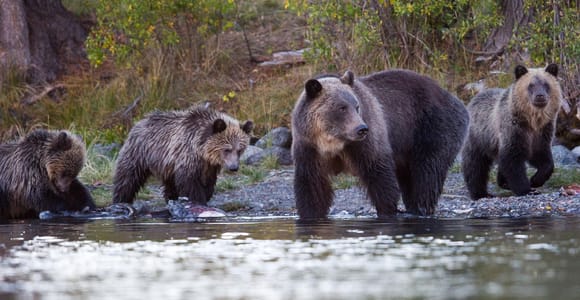 Lapland: Bear-Spotting Guided Evening Experience