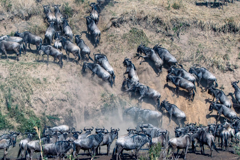 Maasai Mara: 2-Day Maasai Mara Wildebeest Migration Sighting