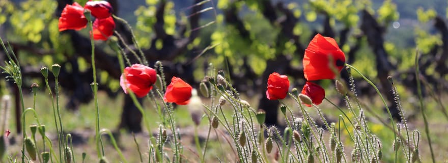 Avignon : visite d'une demi-journée dans la vallée du Luberon, Gordes et Roussillon